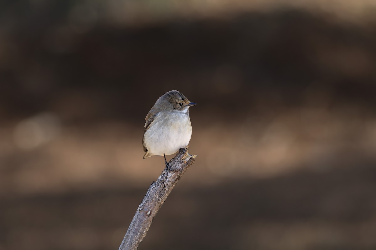 European Pied Flycatcher - Francisco Barroqueiro