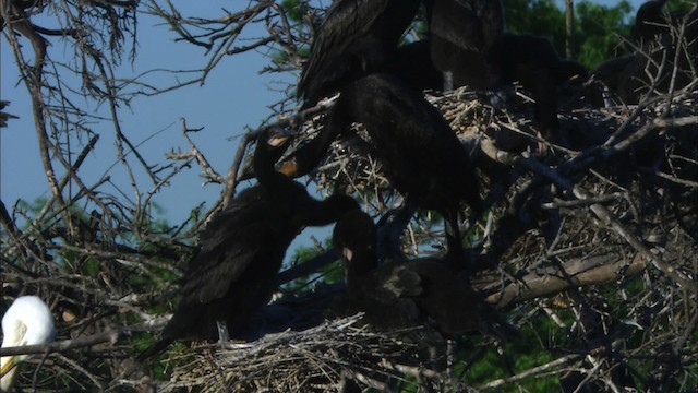 Neotropic Cormorant - ML481234