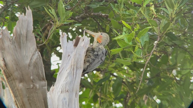 Great Slaty Woodpecker - ML481234801