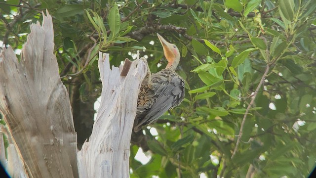 Great Slaty Woodpecker - ML481234881