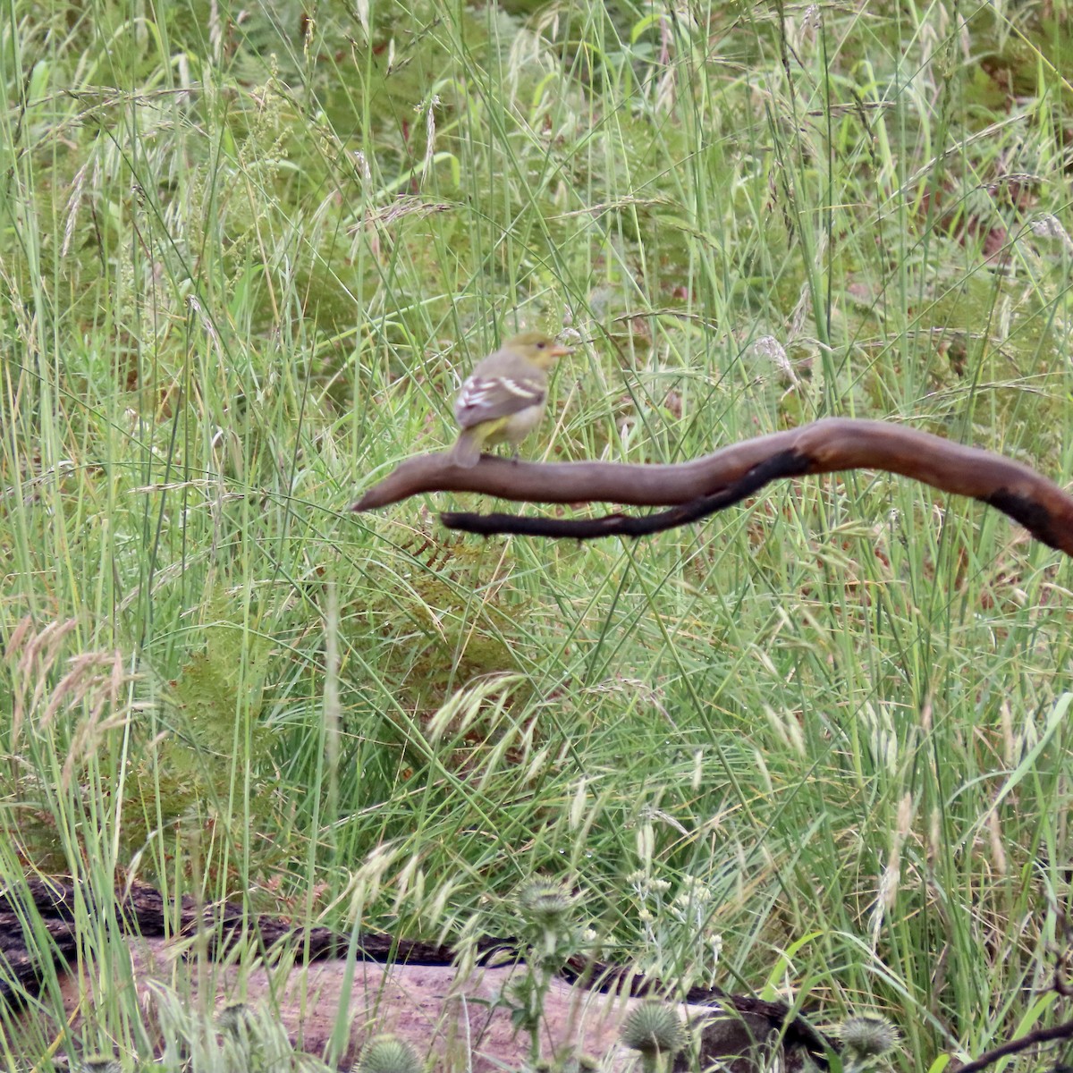 Piranga Carirroja - ML481235591