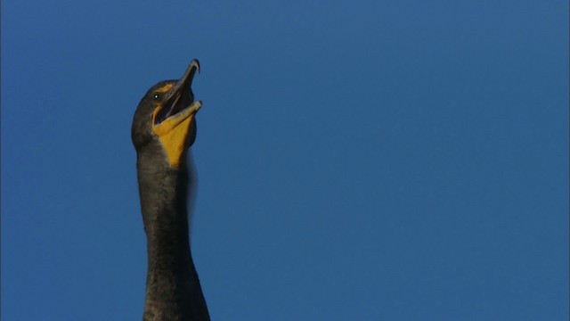 Double-crested Cormorant - ML481236