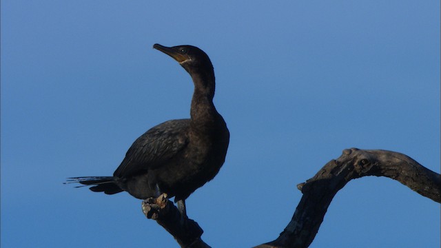 Neotropic Cormorant - ML481237