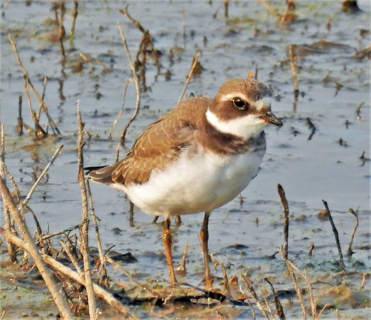 Semipalmated Plover - ML481237631