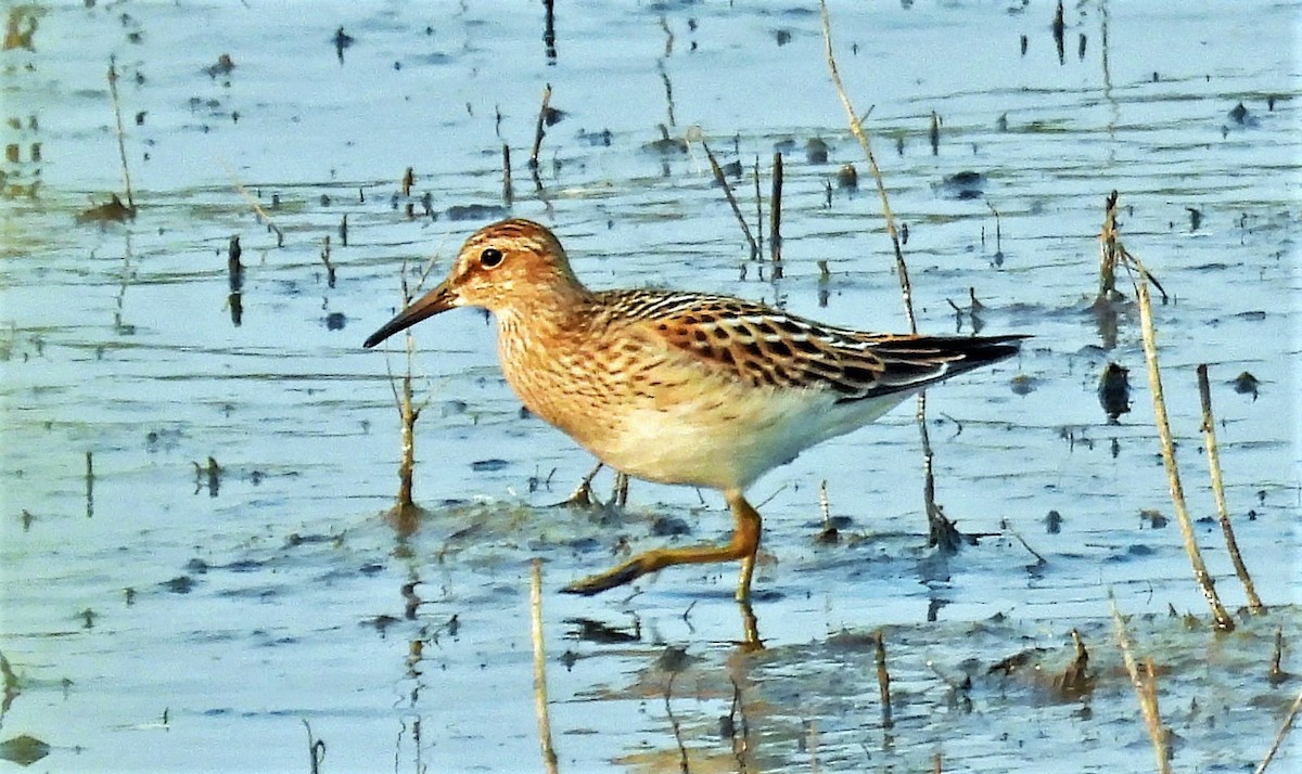 Pectoral Sandpiper - Sharon Dewart-Hansen