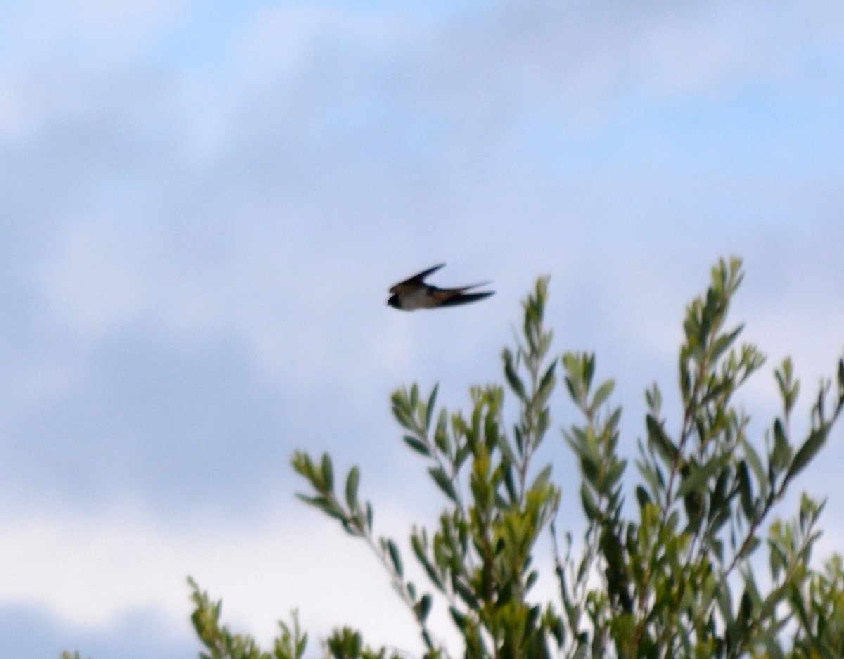 Barn Swallow - ML481237751