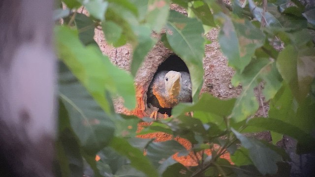 Great Slaty Woodpecker - ML481238301