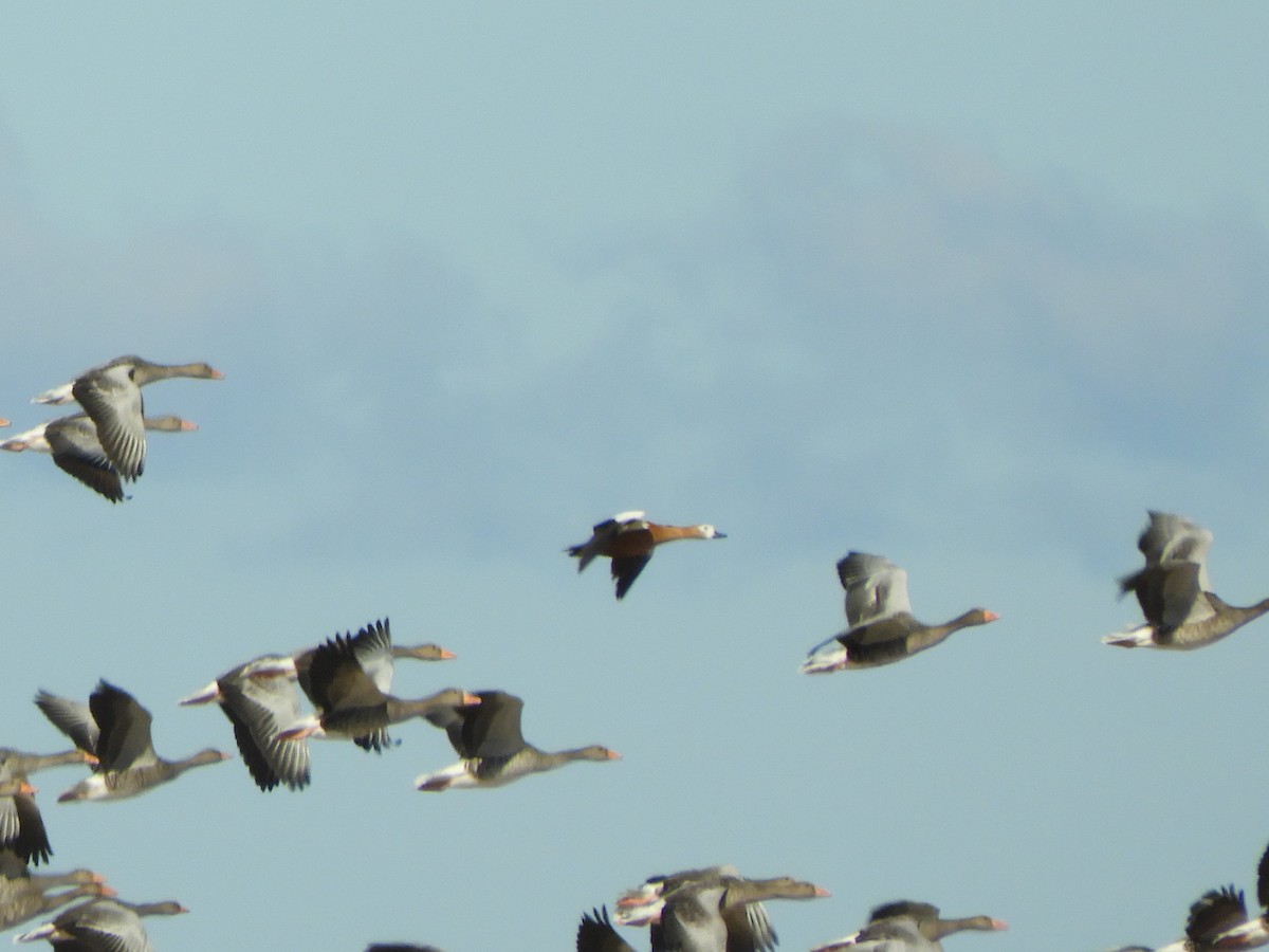 Ruddy Shelduck - ML481238601