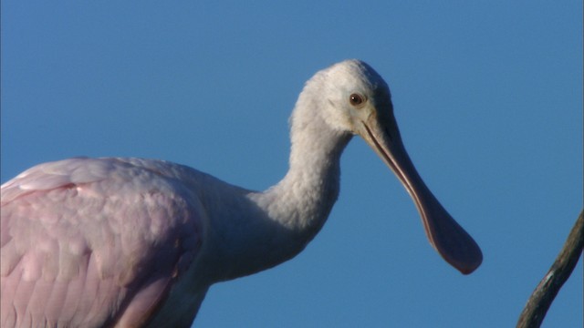 Roseate Spoonbill - ML481239