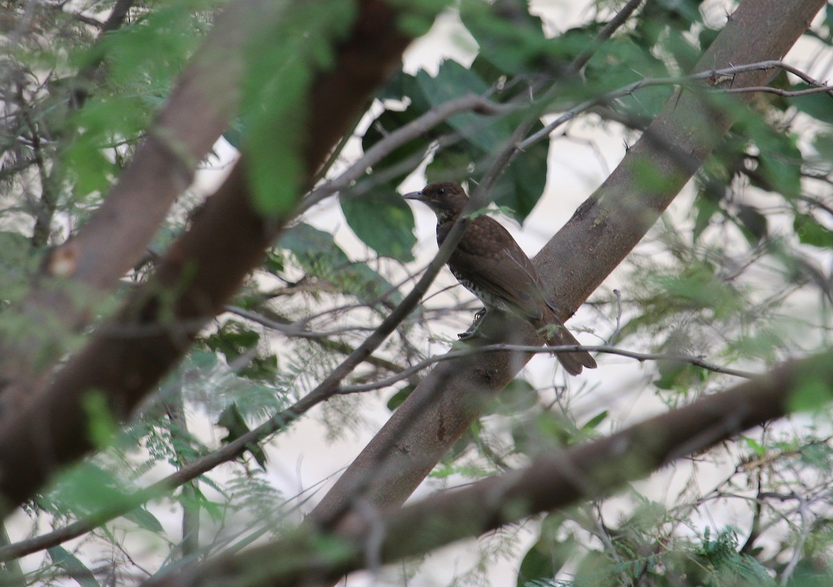 Marañon Thrush - ML48123901