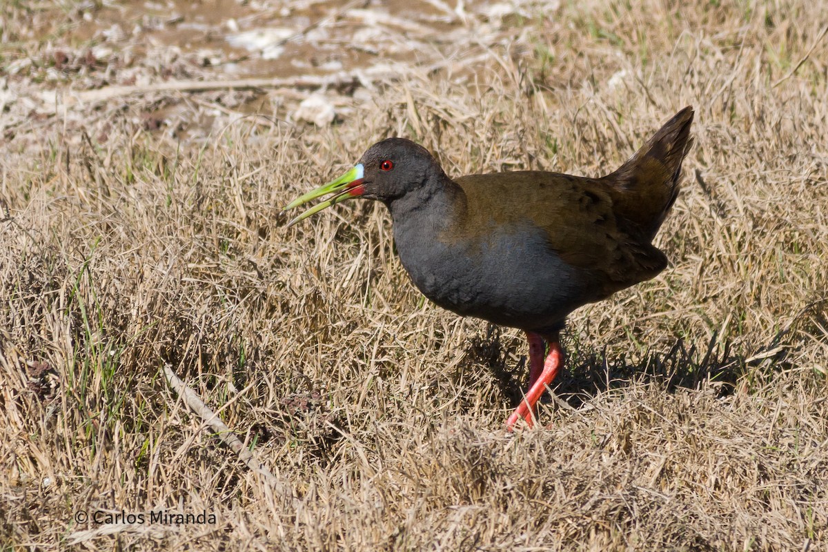 Plumbeous Rail - ML481239021