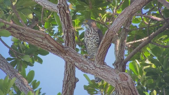 Crested Goshawk - ML481239471