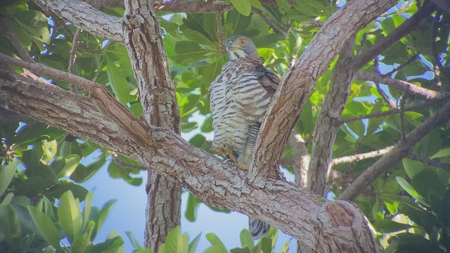 Crested Goshawk - ML481239591