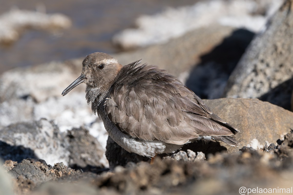 Diademed Sandpiper-Plover - Eduardo Carstens