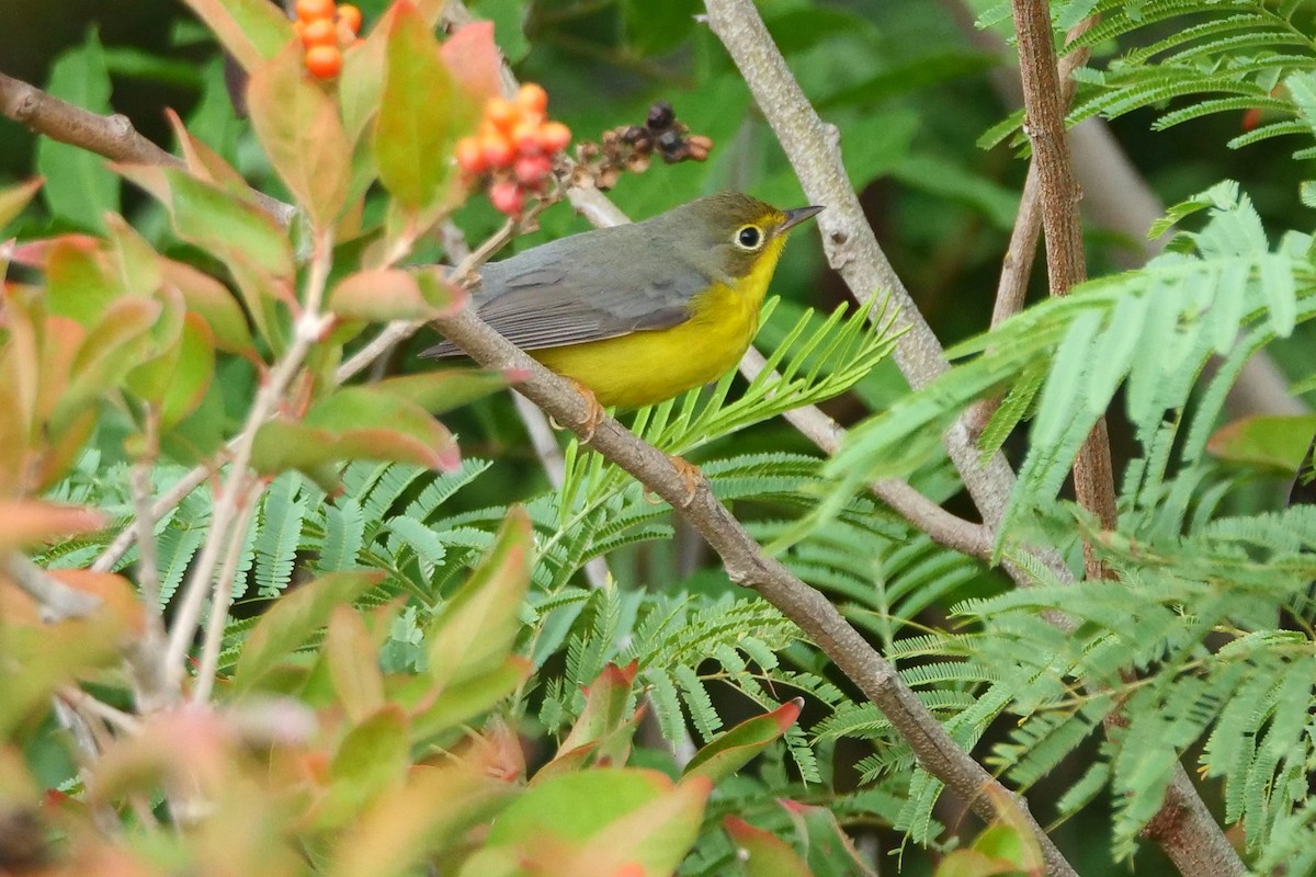 Canada Warbler - ML481240451