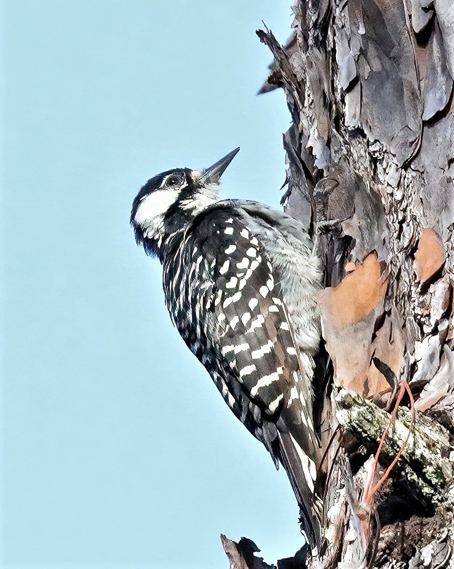 Red-cockaded Woodpecker - ML481240511