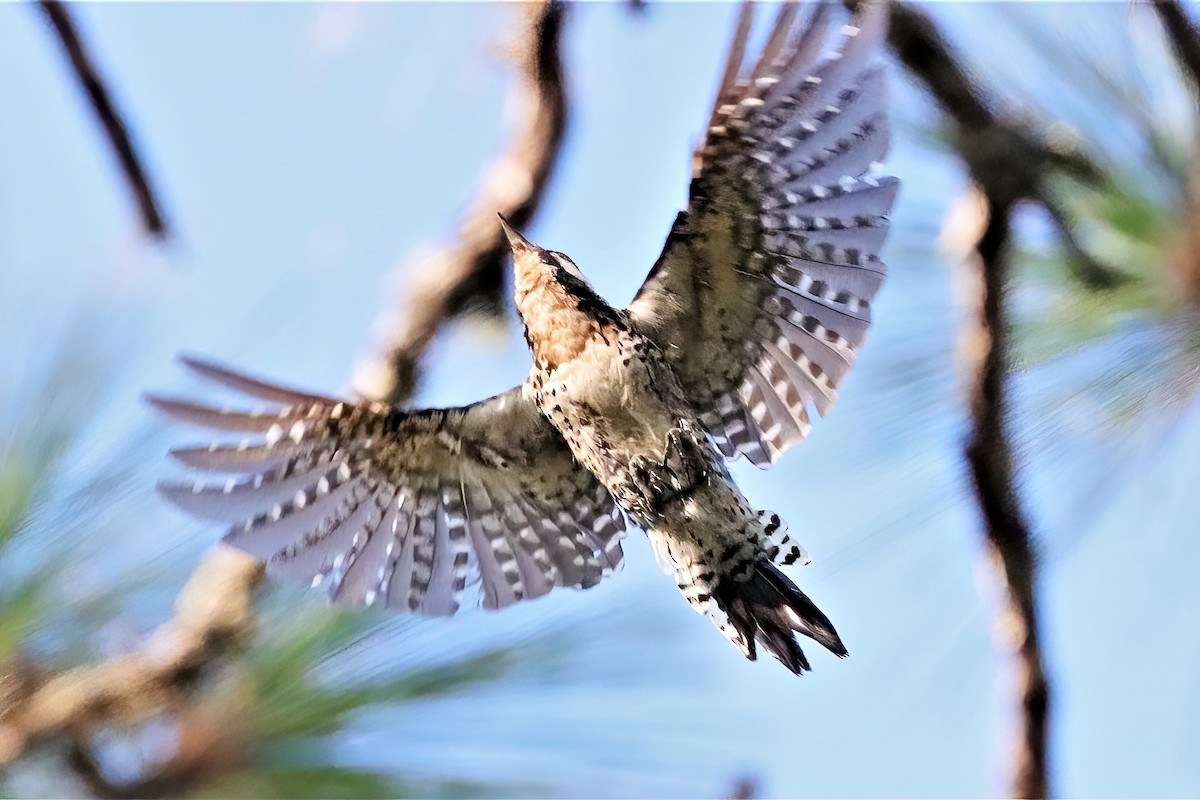 Red-cockaded Woodpecker - ML481240521