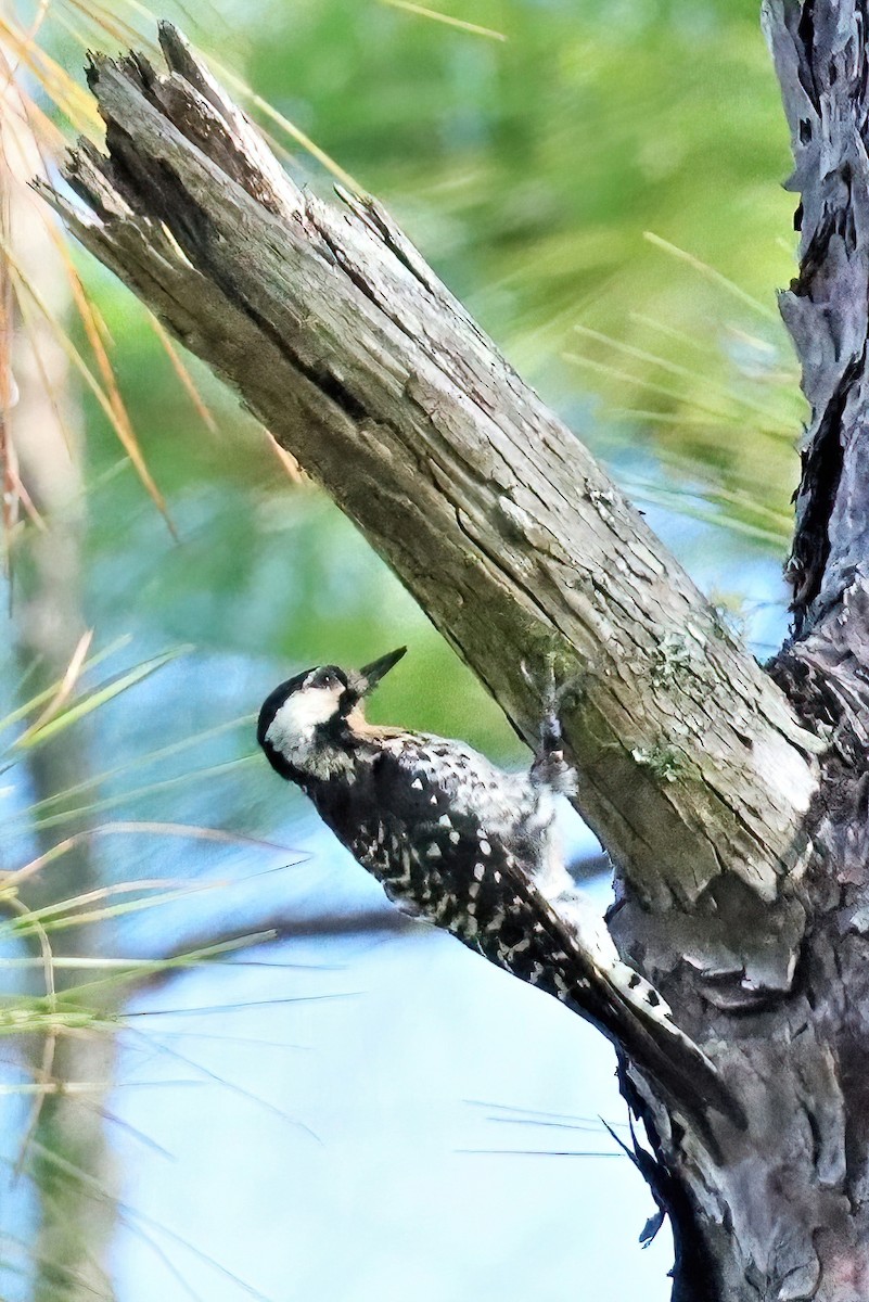 Red-cockaded Woodpecker - ML481240551