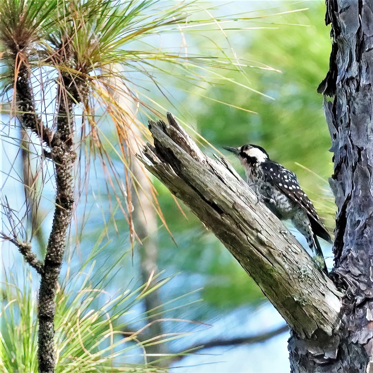 Red-cockaded Woodpecker - ML481240561