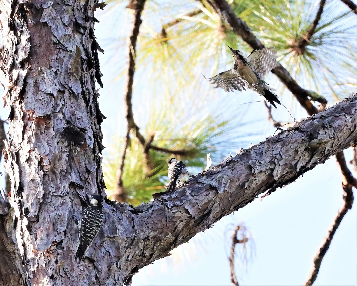 Red-cockaded Woodpecker - ML481240591