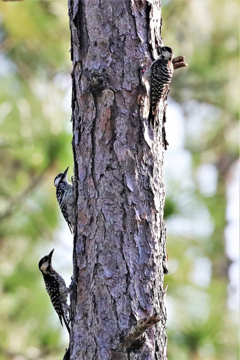 Red-cockaded Woodpecker - ML481240601