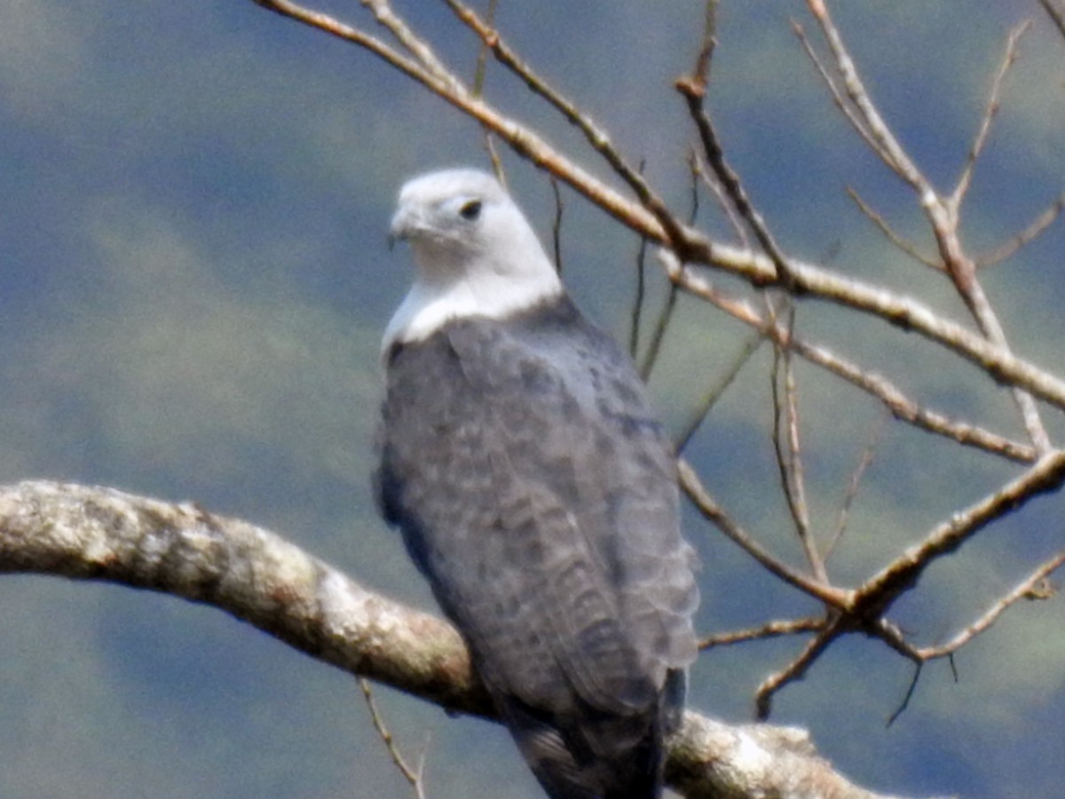 Gray-headed Kite - ML481241001