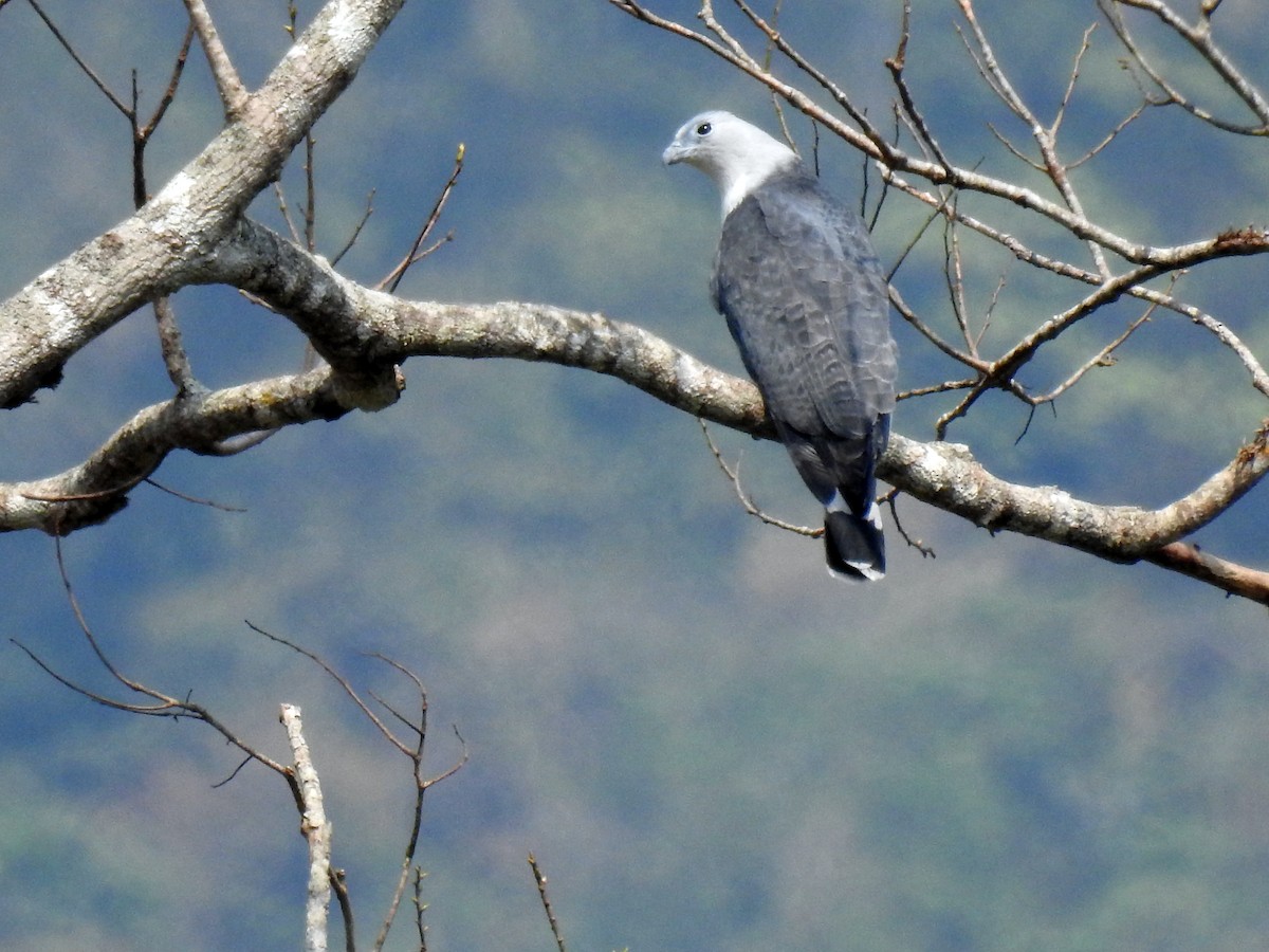 Gray-headed Kite - ML481241011