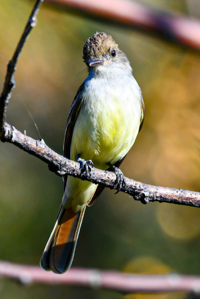 Brown-crested Flycatcher - Club de Observadores de Aves Reserva Ecológica Costanera Norte