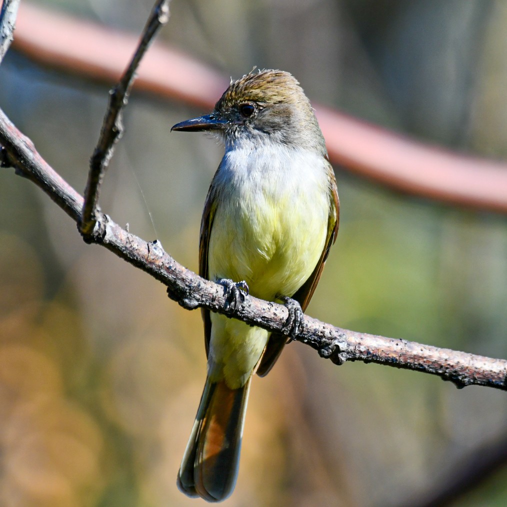 Brown-crested Flycatcher - ML481241201