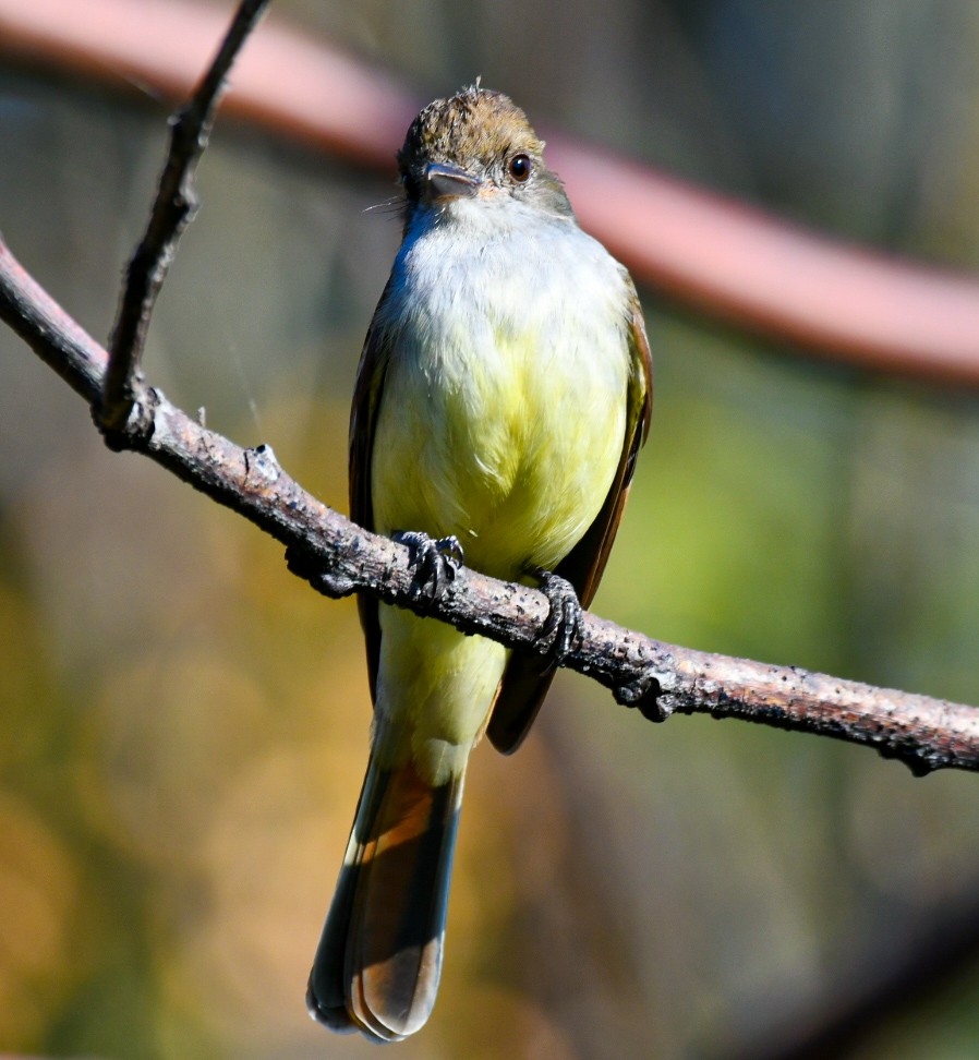 Brown-crested Flycatcher - Club de Observadores de Aves Reserva Ecológica Costanera Norte