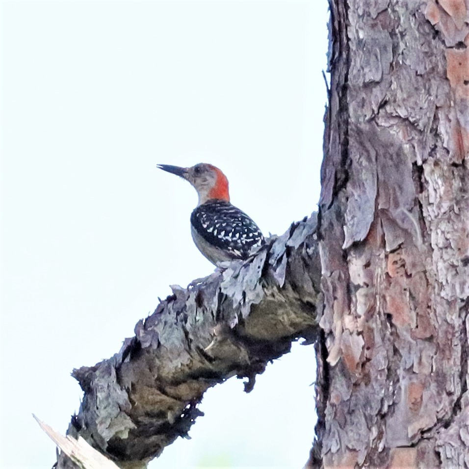 Red-bellied Woodpecker - ML481241431