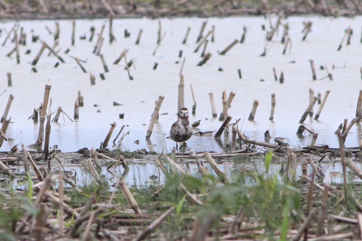 American Golden-Plover - ML481241601