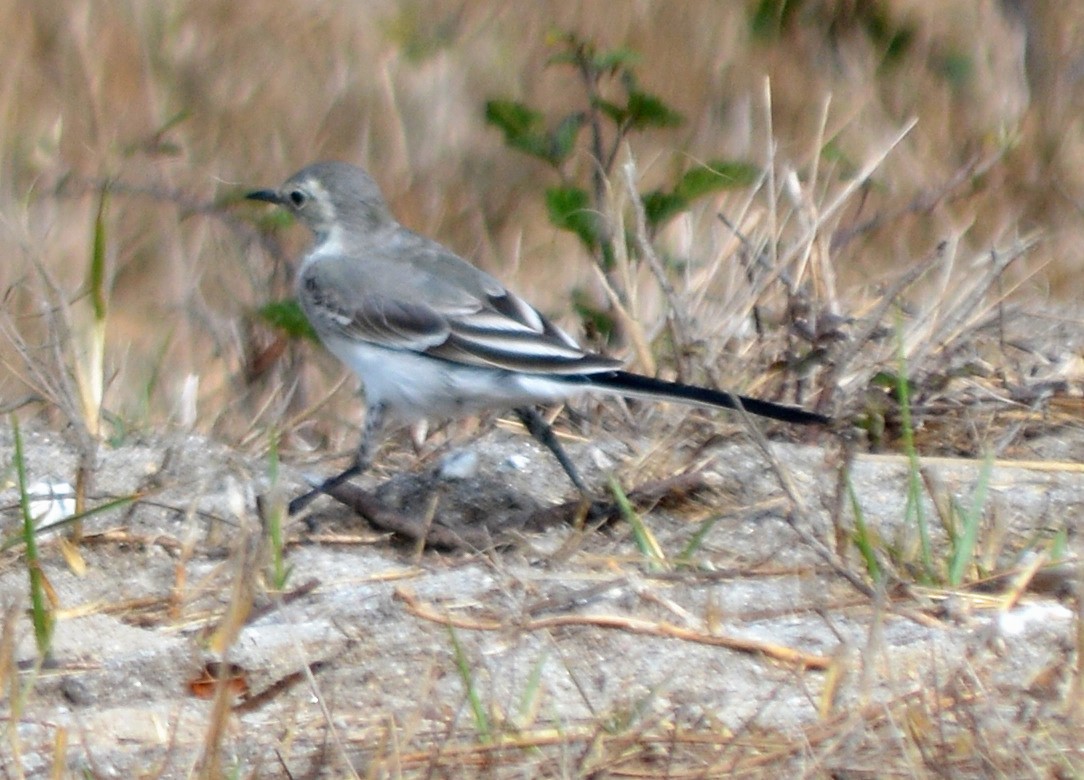 White Wagtail - ML481241621