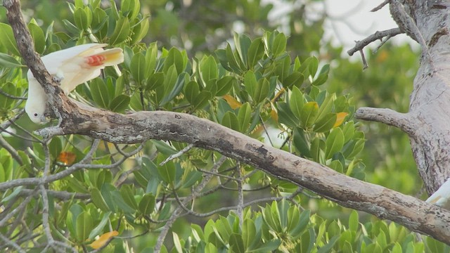 Cacatúa Filipina - ML481242271