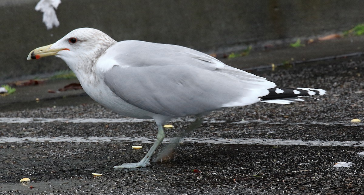 California Gull - ML48124311