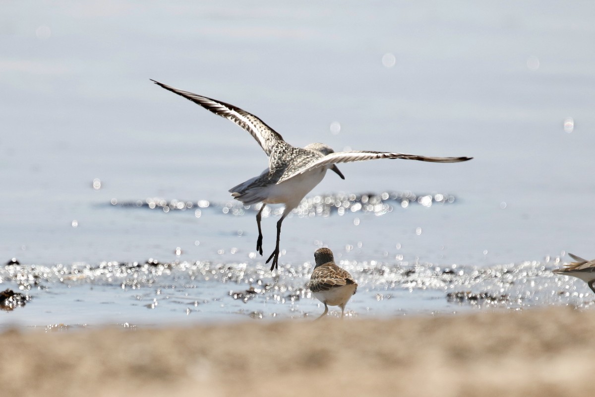 Bécasseau sanderling - ML481243111