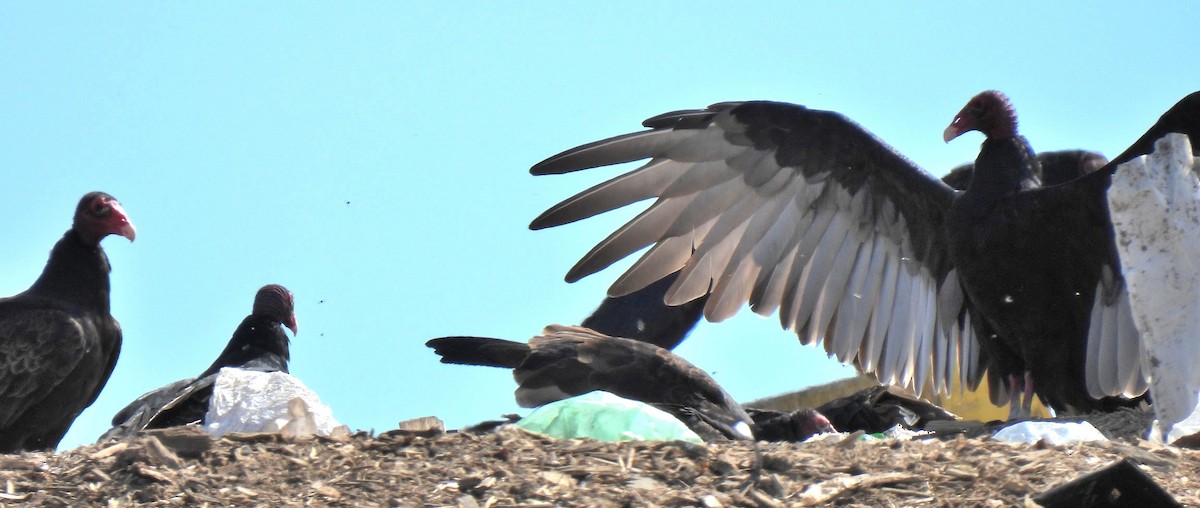 Turkey Vulture - ML481243321