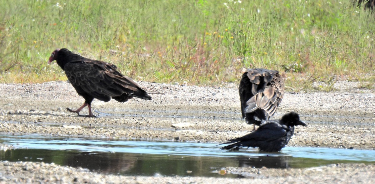 Turkey Vulture - ML481243331