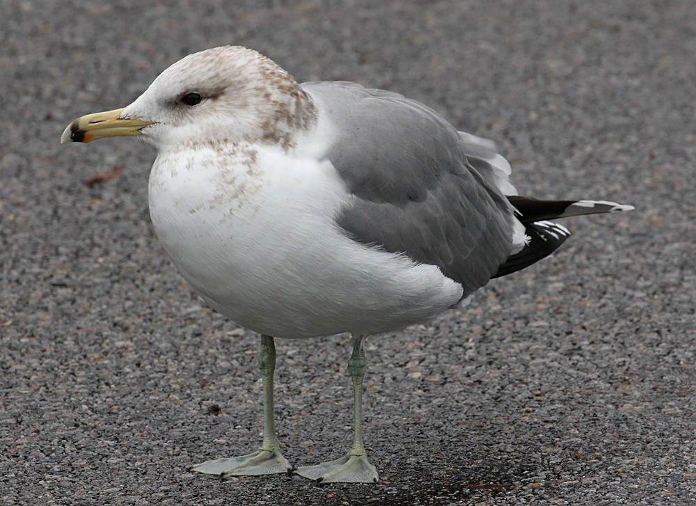 California Gull - ML48124341