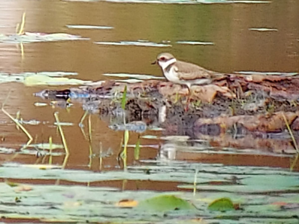 Semipalmated Plover - ML481243461