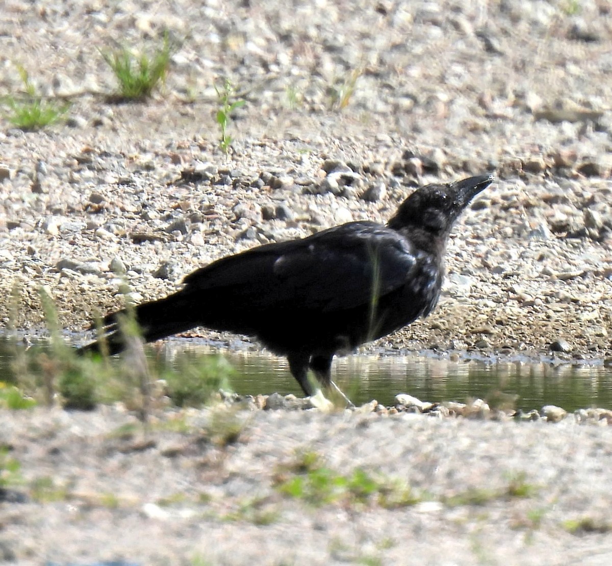 Common Raven - ML481243981