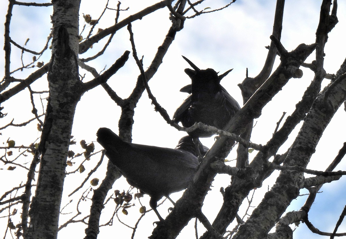 Common Raven - Josée Hatin