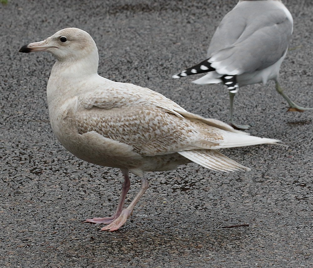 Glaucous Gull - ML48124401