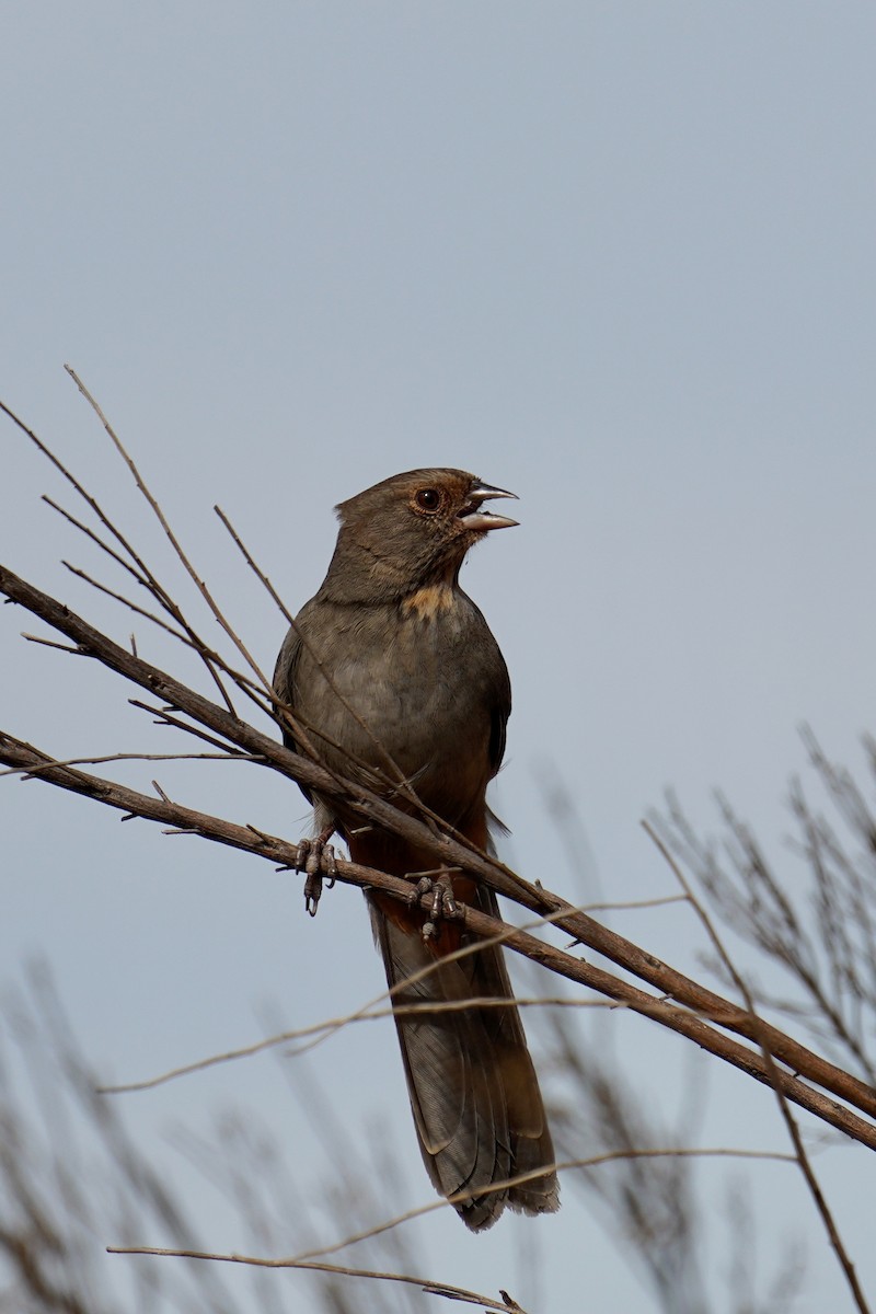 California Towhee - ML481244061