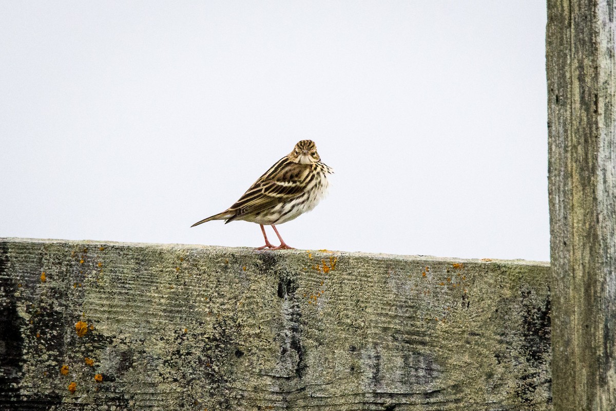 Pechora Pipit - ML481244071