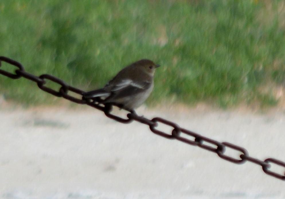 European Pied Flycatcher - ML481244111