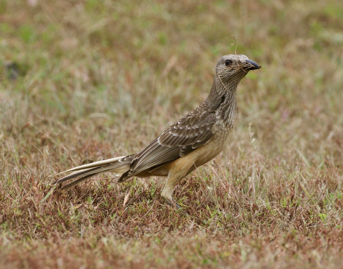 Fawn-breasted Bowerbird - ML481244271