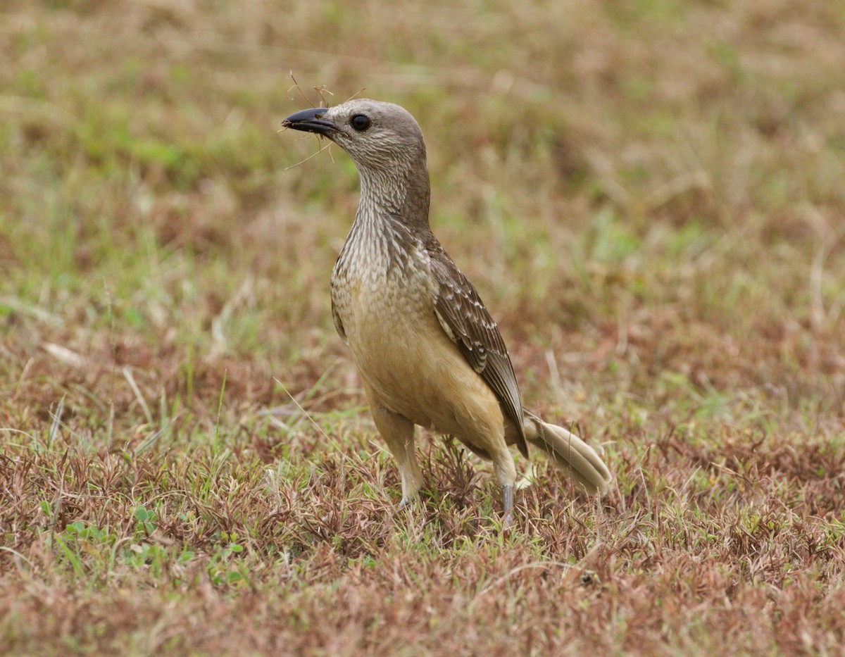 Fawn-breasted Bowerbird - ML481244291