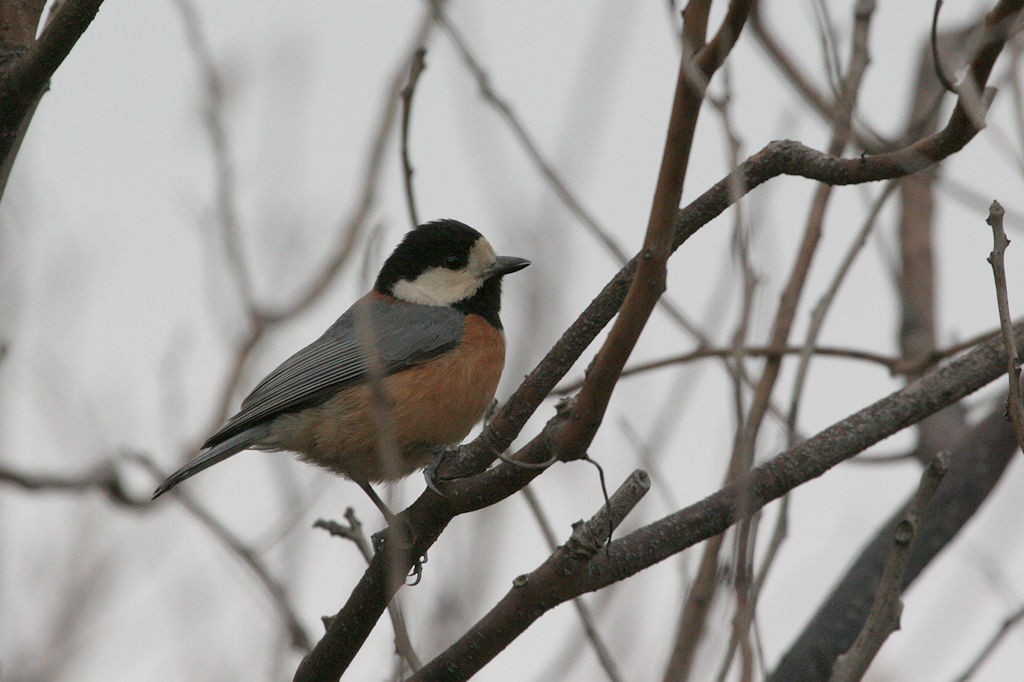 Varied Tit - ML48124431