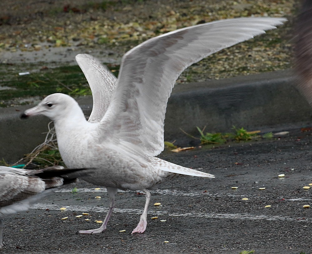 Glaucous Gull - ML48124451